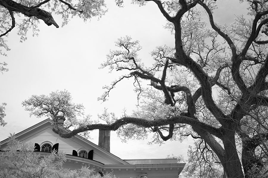 Big Cancy House Roof and Framing Trees in Infrared.